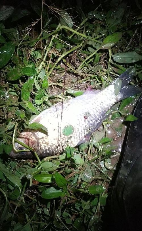 河南冬夜钓鲫鱼技巧大揭秘（挑选好钓点）