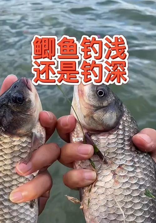 探寻河水浑中的钓鱼技巧（解析河水浑中的鱼儿口感与喂食方法）