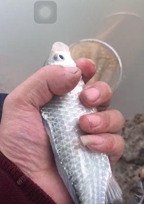 河水钓鱼的技巧与方法（掌握这几招）