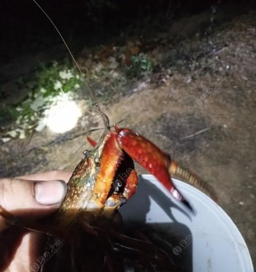 河虾钓鱼的技巧与窍门（提高钓鱼成功率的实用经验分享）