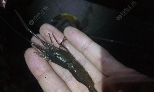 河虾挂钩钓鱼的技巧与方法（钓鱼爱好者必备）