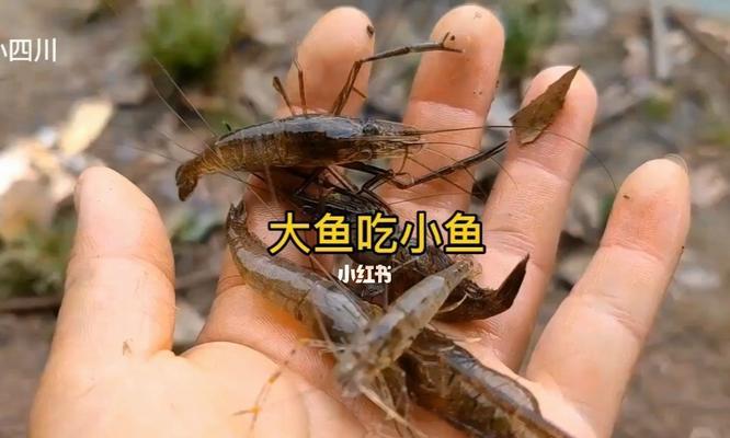 掌握以河虾挂钩钓鱼的技巧（学习如何利用河虾钓鱼）