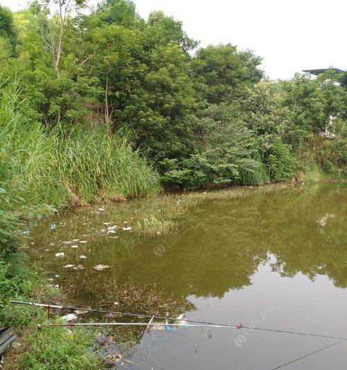 荷花池野钓大草鱼技巧与方法（掌握技巧）