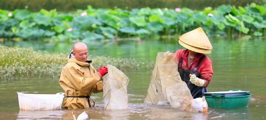 荷塘钓鱼的技巧与经验（掌握钓鱼技巧享受荷塘时光）