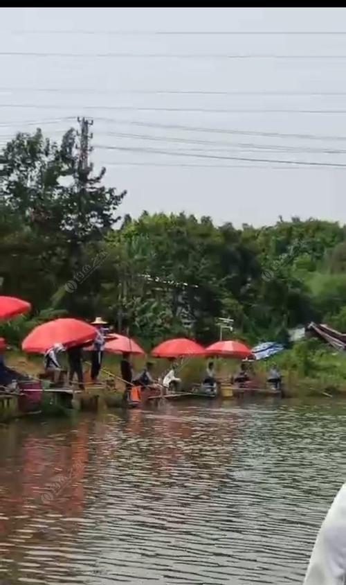 荷塘钓鱼的技巧与经验（掌握钓鱼技巧享受荷塘时光）