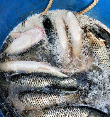 黑坑钓鲤鱼浮水技巧与方法（探讨黑坑钓鲤鱼浮水的有效策略）