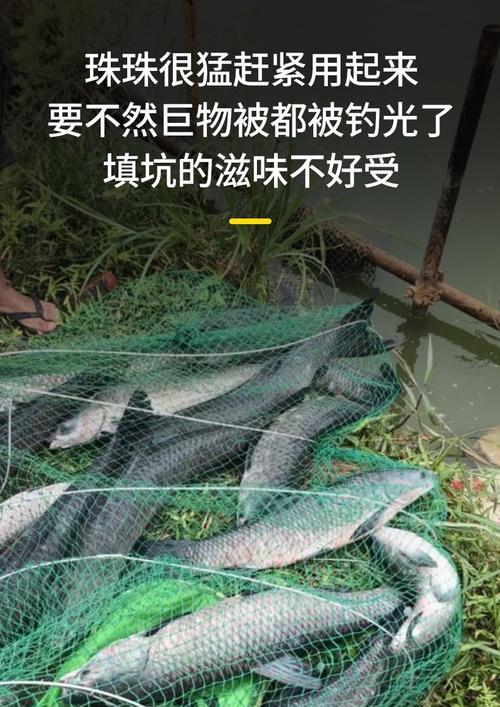 黑坑钓青鱼鱼饵的搭配方法与技巧（探秘黑坑钓青鱼）