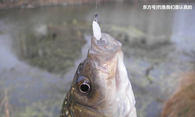 黑坑钓鱼大技巧-调漂心得（掌握调漂技巧）