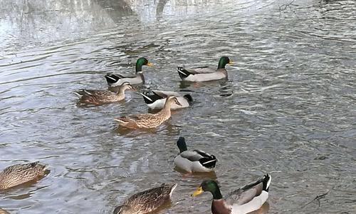 活泥鳅钓野鸭的技巧与方法（利用活泥鳅诱饵提高钓野鸭成功率）