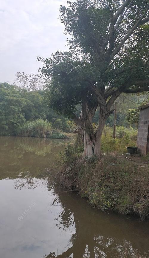 活水垂钓鲤鱼技巧（钓鲤鱼技巧）