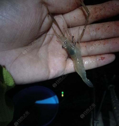 活虾肉钓鱼的方法与技巧（如何利用活虾肉钓鱼）