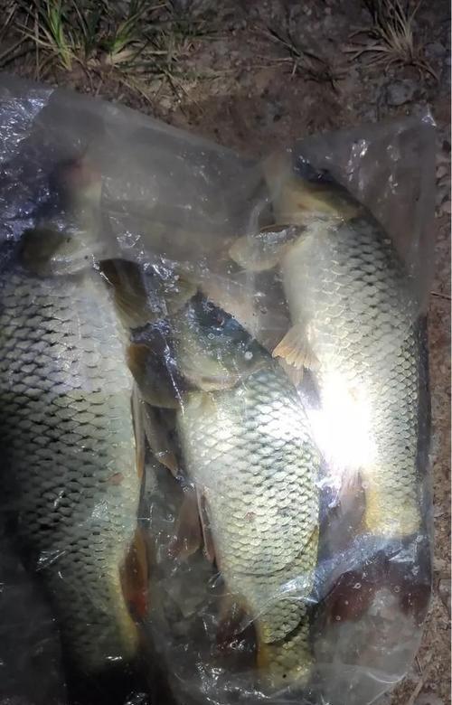 饥饿的鱼钓鱼技巧（让您迅速捕获美味鱼群的秘密）
