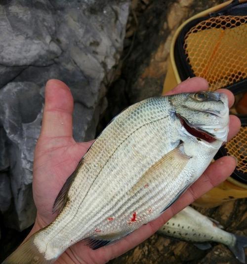 矶钓流水黑鲷技巧（掌握钓点、饵料和钓法三大关键）