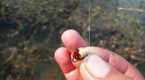 鸡肠蚯蚓钓鱼技巧（提升钓鱼效果的秘密武器）