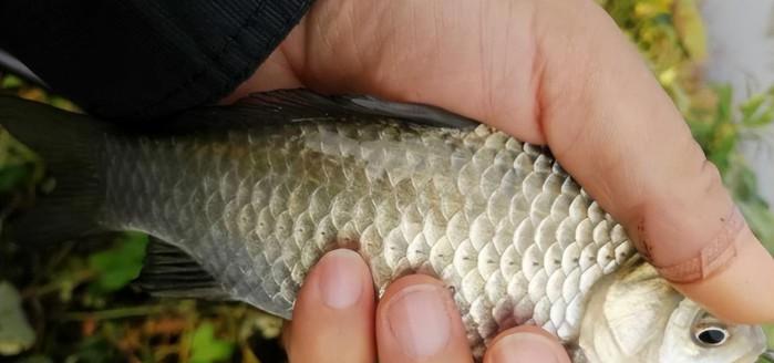 江西水库野钓鲫鱼技巧（挑选合适鱼饵与垂钓技巧）