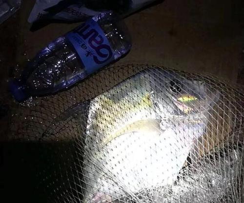 夜钓鲤鱼技巧（掌握钓鲤鱼的窍门）