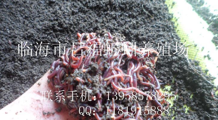 用蚯蚓作鱼饵挂钩的技巧（掌握技巧）