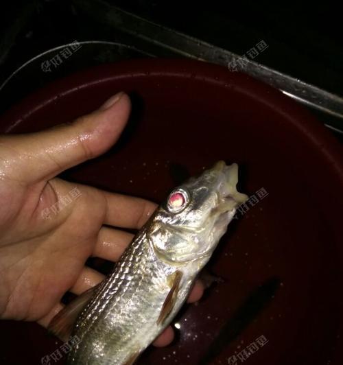 夜钓癖好如何戒掉（掌握以下技巧）