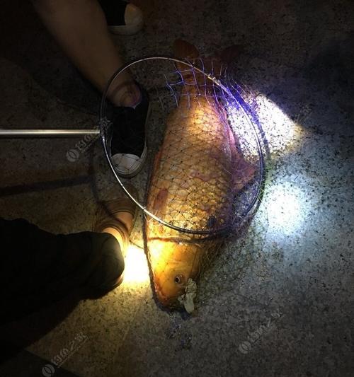 金龙鱼钓鱼技巧教程（掌握金龙鱼钓鱼的窍门）