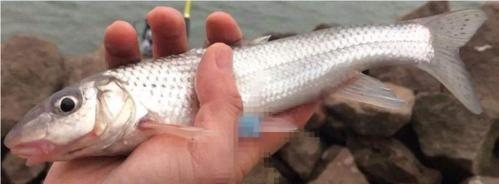 近海船钓沉底鱼的操作技巧（掌握技巧轻松捕获丰富的沉底鱼资源）
