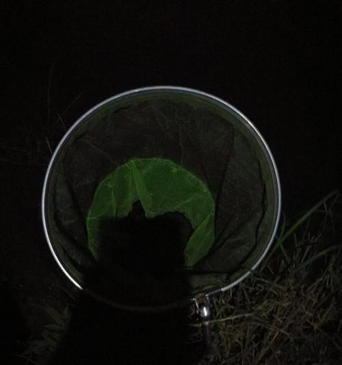 近期水库夜钓技巧（如何提高夜钓水库的钓鱼技巧）