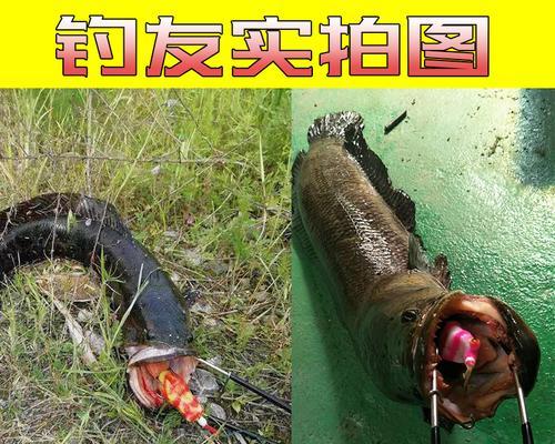 雷蛙钓鱼技巧大揭秘（探索雷蛙钓鱼秘笈）
