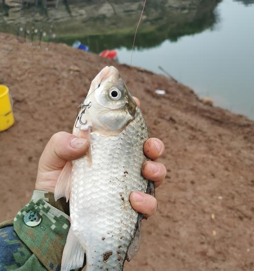 荆州长湖钓鱼技巧（掌握长湖钓鱼技巧）