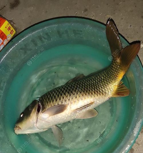 惊蛰前后夜钓鲤鱼的技巧（掌握这个关键）