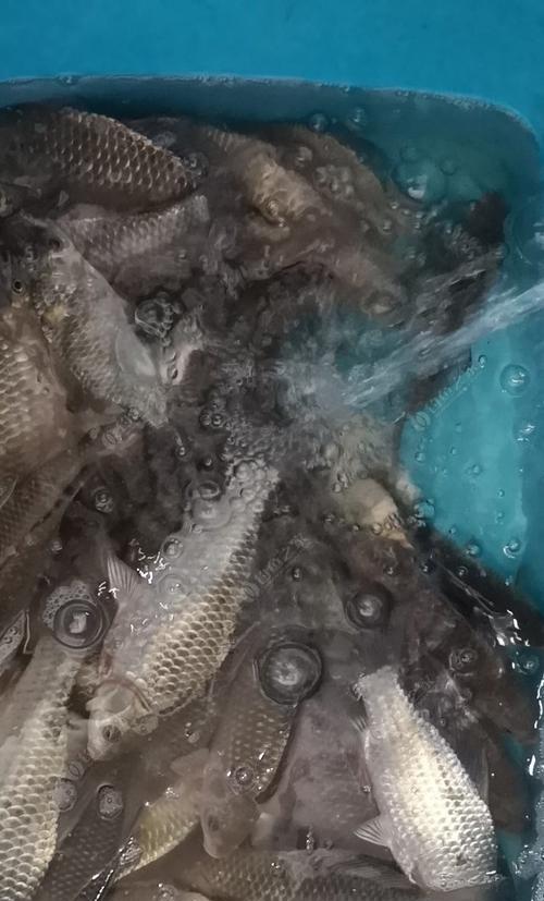 惊蛰钓鱼技巧（揭秘野河钓鱼的成功秘笈）
