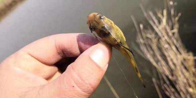 夜钓黄骨鱼的技巧与经验（四月底）