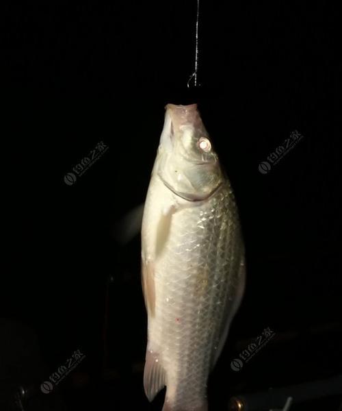 立秋夜钓鲫鱼的技巧（挑战夏夜）