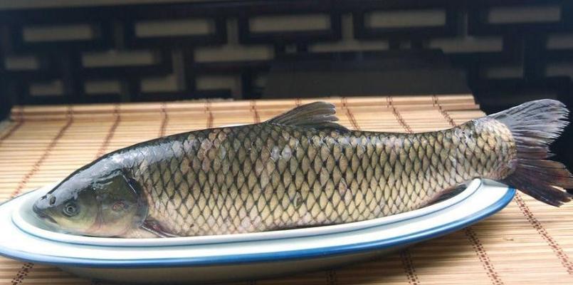 立秋后河里野钓草鱼技巧（享受钓鱼乐趣）