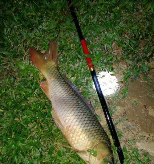 立秋后夜钓鲤鱼的技巧（如何在立秋后的夜晚成功钓到鲤鱼）
