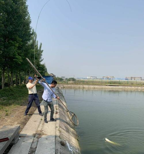 立夏钓鱼技巧与方法（探寻立夏钓鱼的窍门）