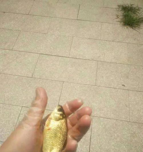 钓鱼技巧大揭秘（连阴雨后的绝佳钓鱼机会）