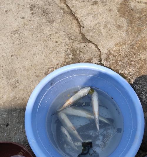 涟水河钓鱼绝密技巧（钓鱼达人分享的高级技巧）