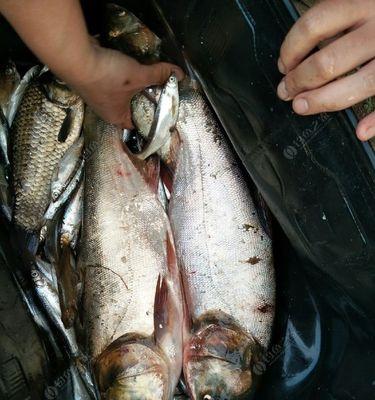 冬季鲢鳙垂钓技巧（寒冷季节如何提高钓鲢鳙的成功率）