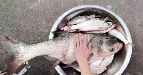冬季鲢鳙垂钓技巧（寒冷季节如何提高钓鲢鳙的成功率）