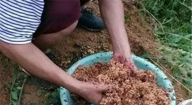窍门鲢鳙窝料钓鱼技巧（提升你的钓鱼技能）