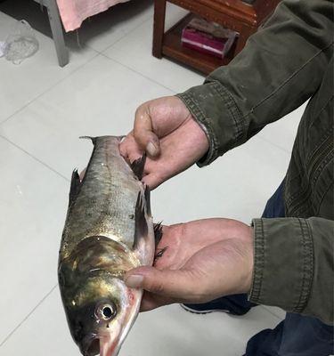垂钓技巧与以鲢鳙用饵（提升垂钓成功率的有效策略及关键饵料选择）