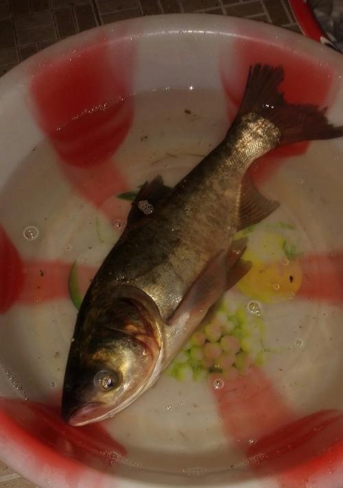 夜钓鲢鳙鱼的绝佳技巧（钓鱼高手分享）