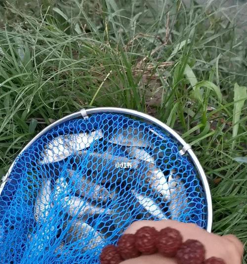 凌晨下雨的钓鱼技巧（雨中捕获丰富的渔获）