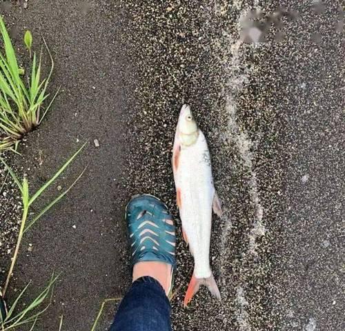 流水垂钓技巧包食钓的奥秘（探索成功的关键点）