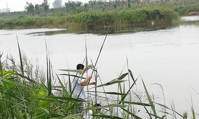 流水钓桂花技巧全解析（掌握流水钓技巧）
