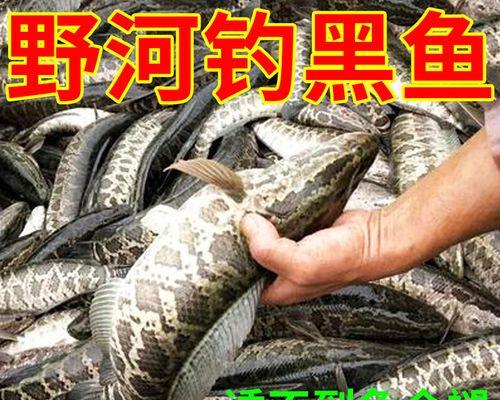 流水钓黑鱼技巧（掌握流水钓技巧）
