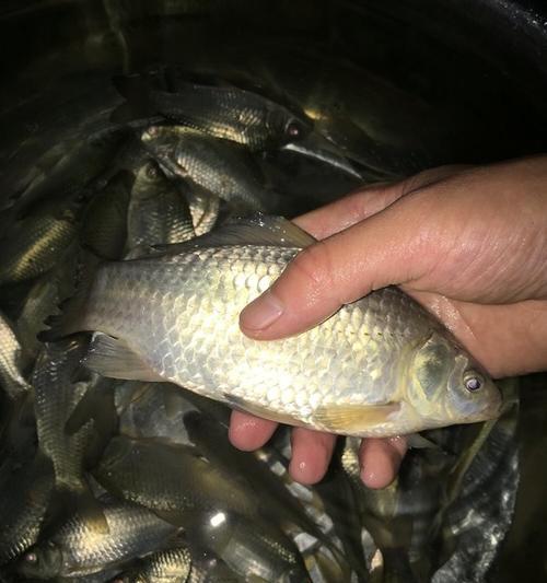 流水钓鲫鱼的绝佳技巧（揭秘流水钓鲫鱼的高效方法）