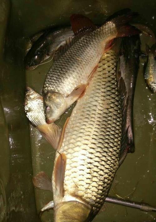 流水钓鲤鱼绝密技巧（掌握流水钓鲤鱼的有效方法）
