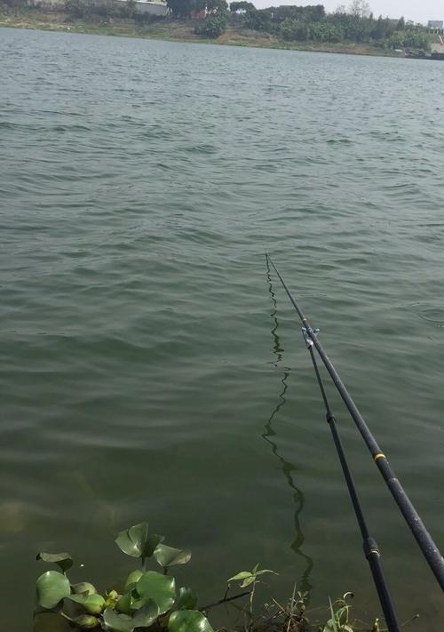流水钓鲢鳙打窝技巧（技巧详解）