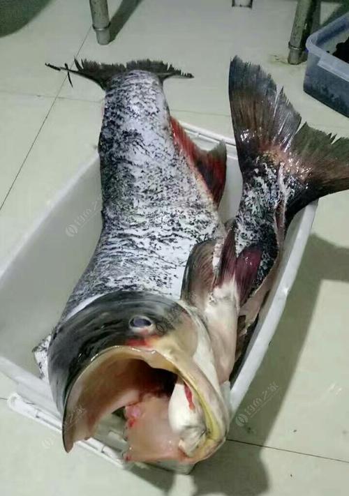 流水钓鲢鳙的技巧（掌握这个关键技巧）