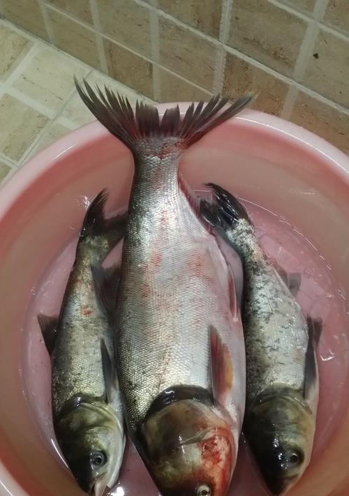 流水钓鲢鳙的技巧与方法（追求高效的鲢鳙钓法大揭秘）